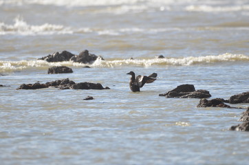 Femelle Eider à duvet (Somateria mollissima) 