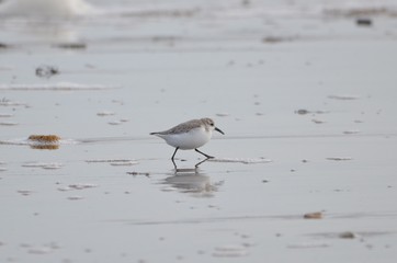 Bécasseau sanderling (Calidris alba)