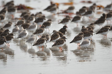 Groupe de Tournepierre à collier (Arenaria interpres) et de Bécasseau sanderling (Calidris alba)