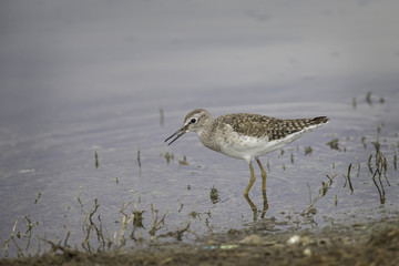 Wood sandpiper