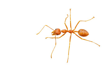 Close up of red ant isolated white background.