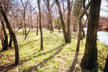 magical forest near the river, nature concept