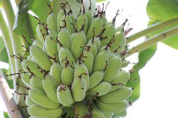 Green bananas on tree background agriculture fresh food organic food in farm