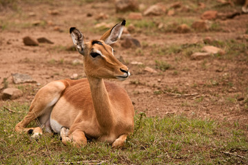Naklejka na ściany i meble Impala ewe lying resting 