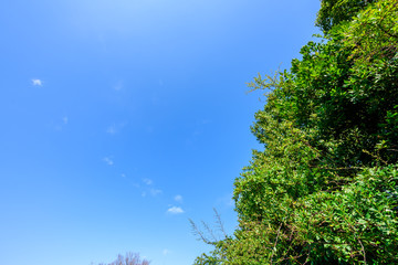 青空と新緑　Blue sky and new green