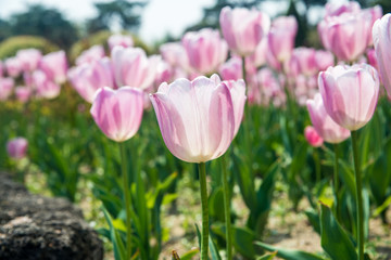Pink field of tulip