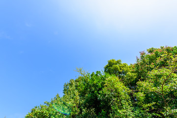 Obraz premium 青空と新緑 Blue sky and new green