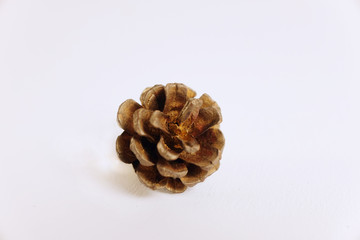 hand hold a Pines cone flower and pines tree with copy spacehand hold a Pines cone flower and pines...