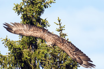 white-tailed eagle