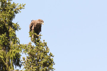 white-tailed eagle