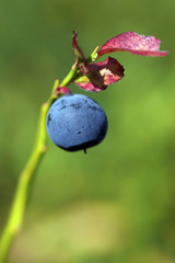 Bilberry