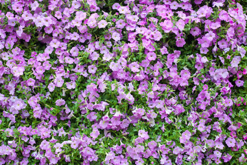 Colorful flower background.