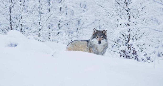 Magnificent wolf walking in beautiful winter forest