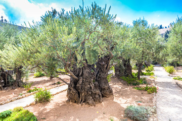 Old olive trees in the garden of Gethsemane. Famous historic place in Jerusalem, Israel.