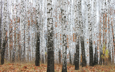 Fototapety  piękna scena w żółtym jesiennym lesie brzozowym w październiku