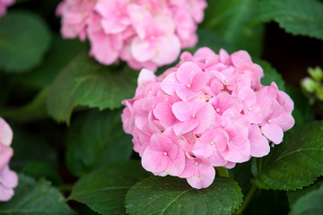 Fototapeta premium hydrangea flowers garden.