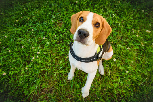 Dog young beagle sitting and looking up at the camera