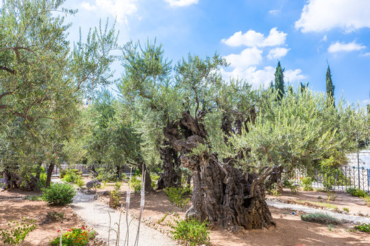 Old olive trees in the garden of Gethsemane. Famous historic place in Jerusalem, Israel.