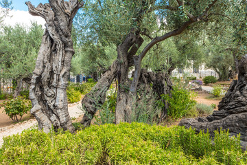 Old olive trees in the garden of Gethsemane. Famous historic place in Jerusalem, Israel.