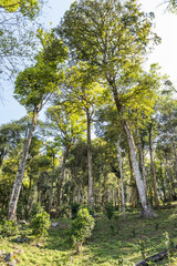 Fototapeta premium Nature woodland