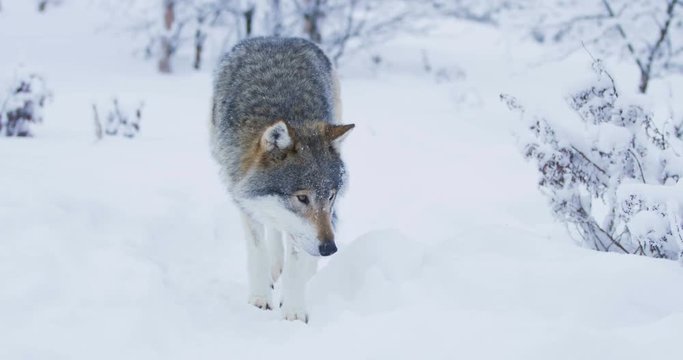 Large beautiful wolf walking closer to camera in snowy winter landscape
