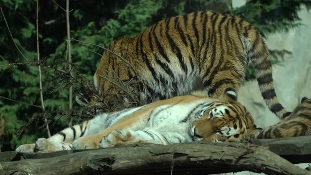 Zwei Tiger im Leipziger Zoo
