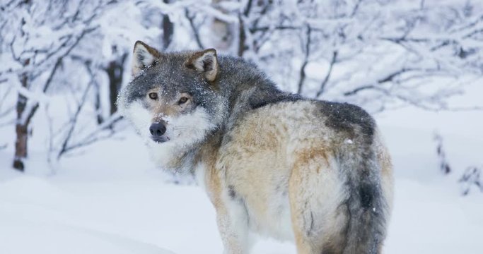 Large wolf walking away into snowy winter landscape