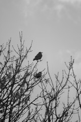 Raven (Corvus corax) sitting on a tree branch. Black and white picture. A bird heralding impending death