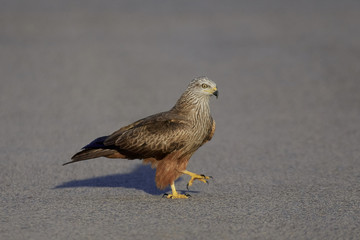 Black kite (Milvus migrans)