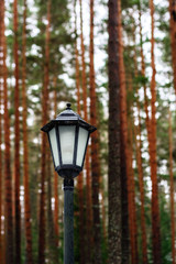 Lantern in the forest.