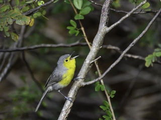 Oriente Warbler Calling