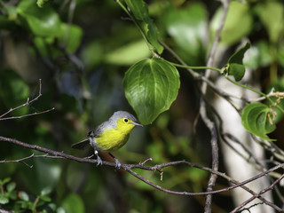   Oriente Warbler Perched in Trees