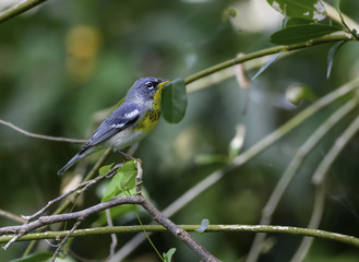 Northern Parula Warbler