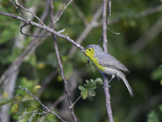 Obraz premium Oriente Warbler Perched in Trees