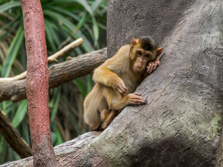 Young monkey is sitting and resting on the tree branch. Eyed eyes.