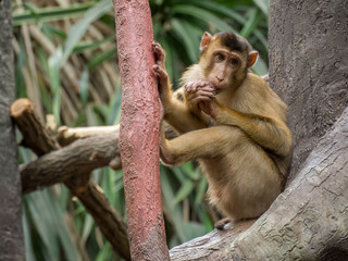 Young monkey is sitting and resting on the tree branch. Eyed eyes.