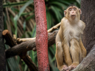 Young monkey is sitting and resting on the tree branch. Eyed eyes.