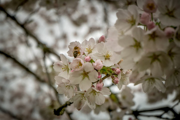 Spring blooms on the tree. White a pink color. Bee is sitting on a flower.