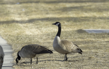 Canadian Geese