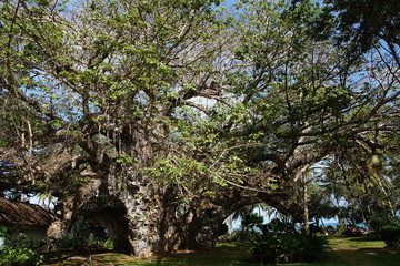 Ältester und größter über 500 Jahre alter Baobab Baum in Kenia