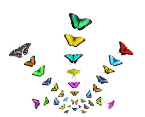 A postcard with colorful butterflies isolated on white background. The bright butterflies fly out from one point in different direction. Butterfly release of many butterflies of various colors.