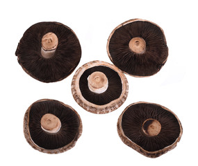 Portobello mushroom isolated on the white background.