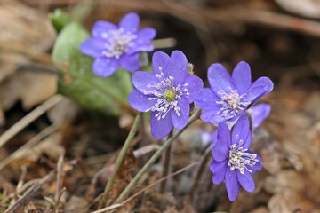 Leberblümchen (Hepatica nobilis) mit Regentropfen
 
