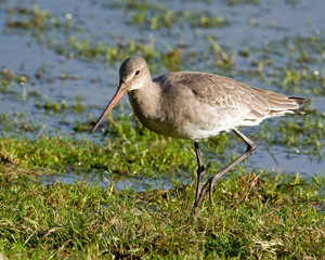 Black tailed Godwit