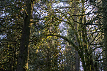 moss tree 1