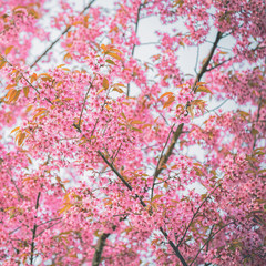 Obraz na płótnie Canvas Sakura flower in Japan