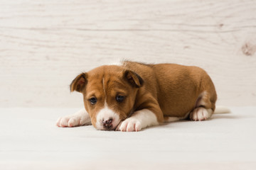 Cute basenji brown puppy
