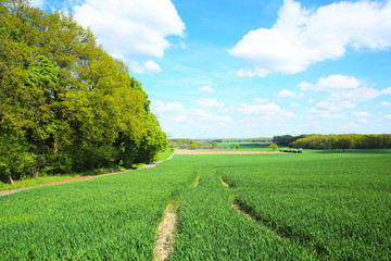 Beautiful landscape near Warendorf in Muensterland, North Rhine-Westphalia, Germany