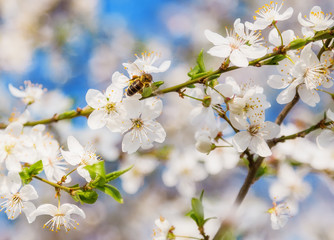 Spring Cherry Blossom Honey bee flying on blooming flowers.