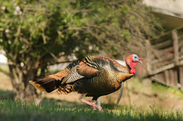 Tom turkey struting looking for a mate in teh spring © Jeffrey Banke